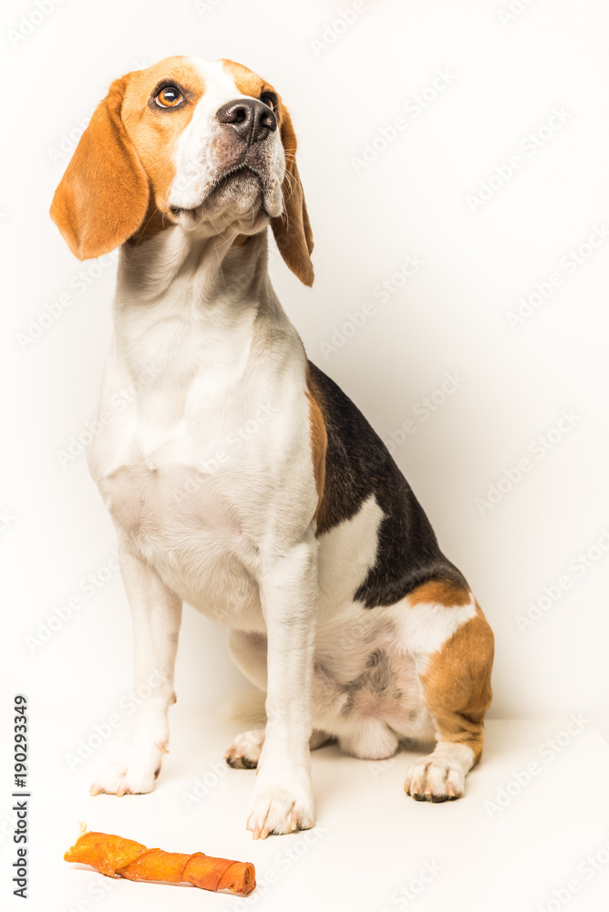 Dog Beagle sits on a white background