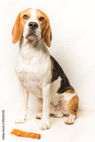 Dog Beagle sits on a white background