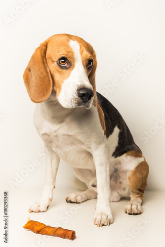 Dog Beagle sad eyes sits on a white background