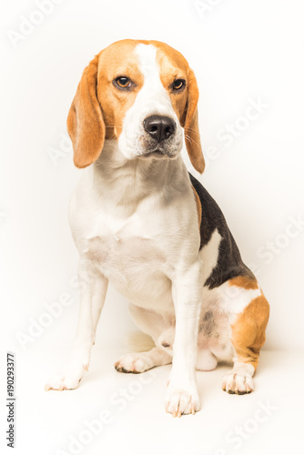 Dog Beagle sits on a white background © Przemyslaw Iciak