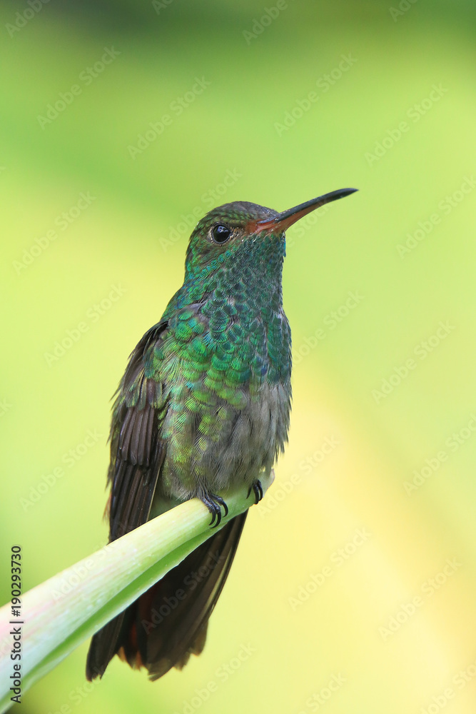 Fototapeta premium Hummingbird with yellow background