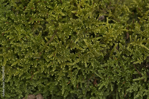 Close up of a moss texture