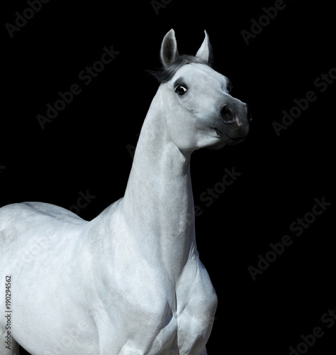Graceful statuary stallion looking at camera. Arabian horse on black background.
