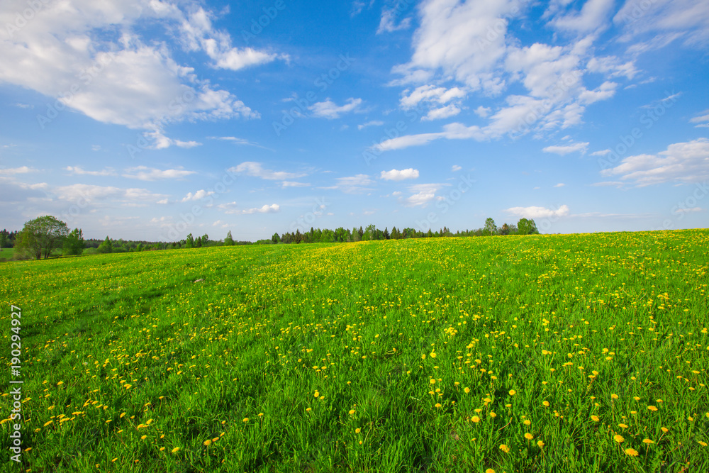 Yellow flowers field under blue cloudy sky