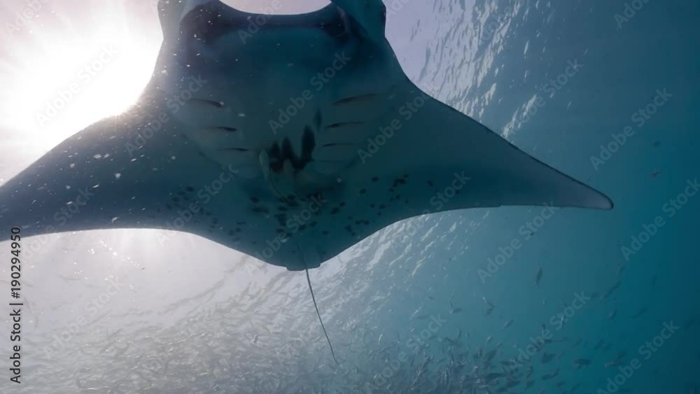 Manta Ray swims over viewer