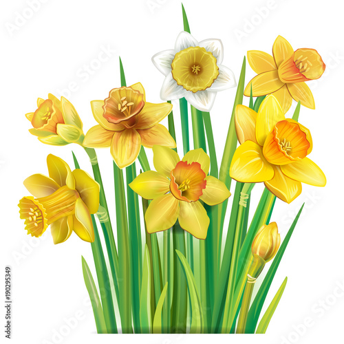 Fototapeta Bouquet of yellow daffodils on