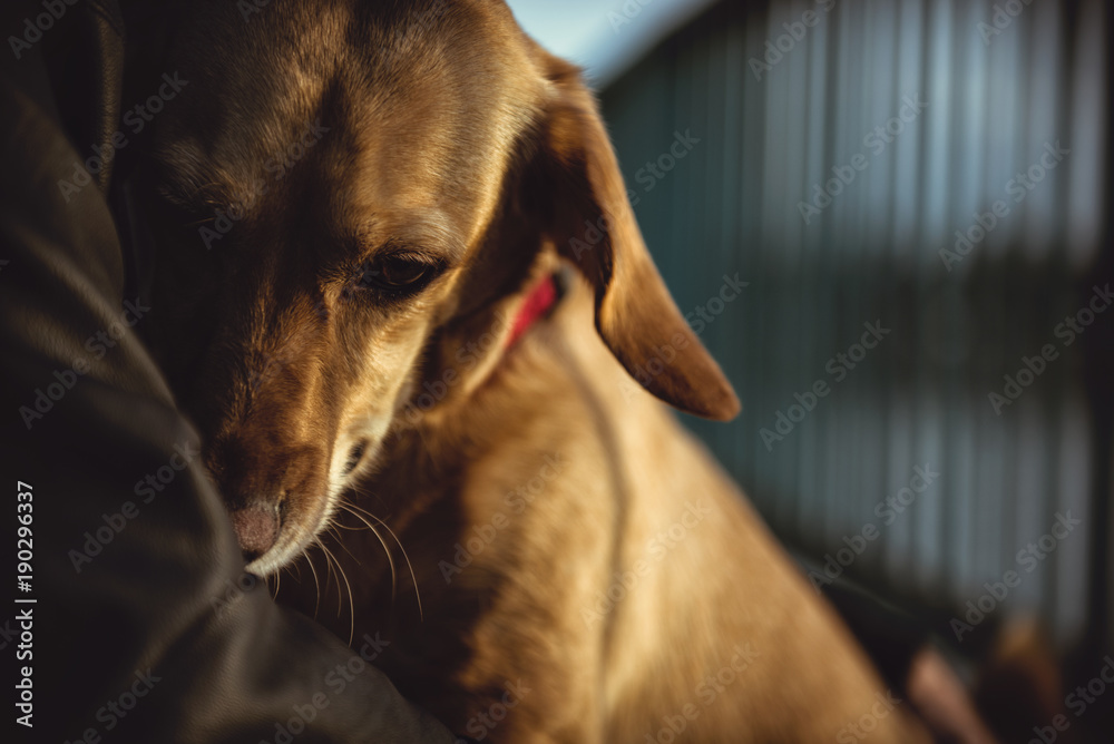 Scared dog sitting in owners lap Scared dog sitting in owners lap