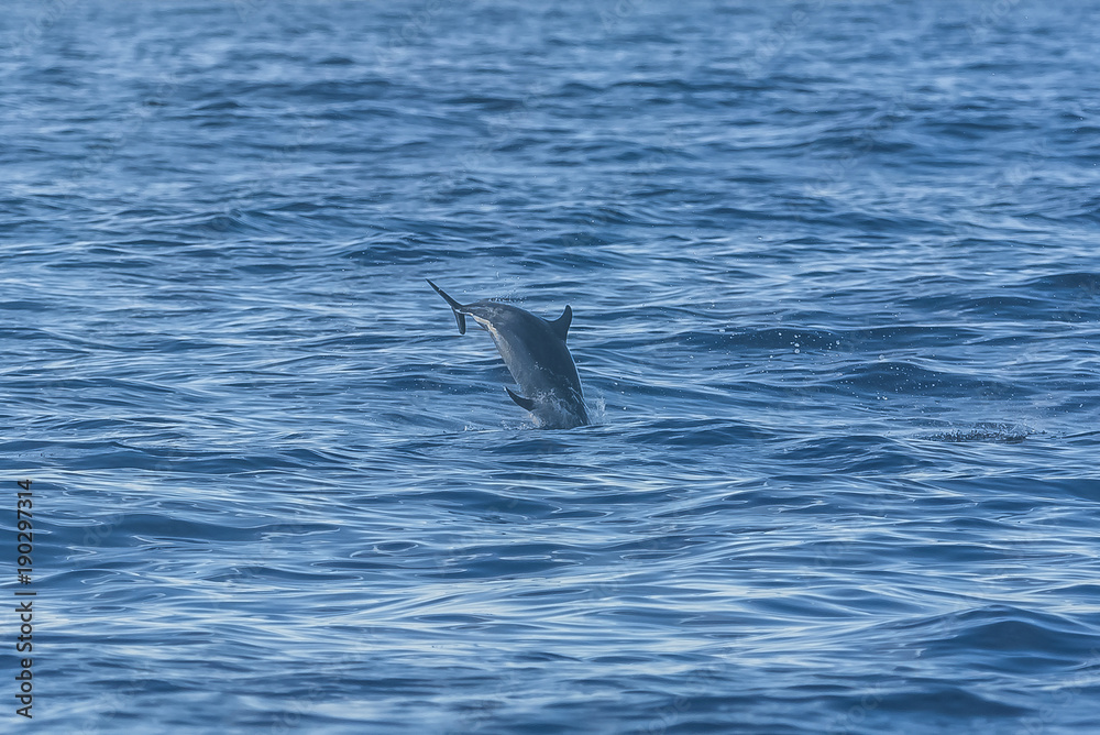 Fototapeta premium Pan tropical spotted dolphin, dolphin jumping in blue sea 