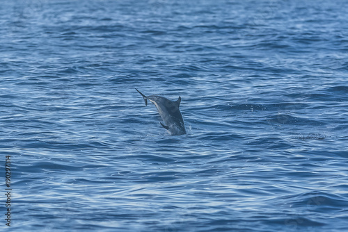 Pan tropical spotted dolphin, dolphin jumping in blue sea 