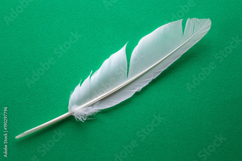 White feather macto texture on freen table photo