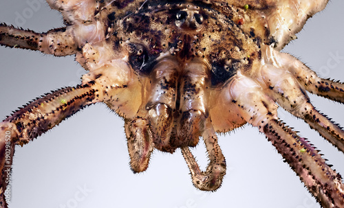 An extreme macro of a harvestman, which is also known as harvester or daddy longlegs. Stack of photos.