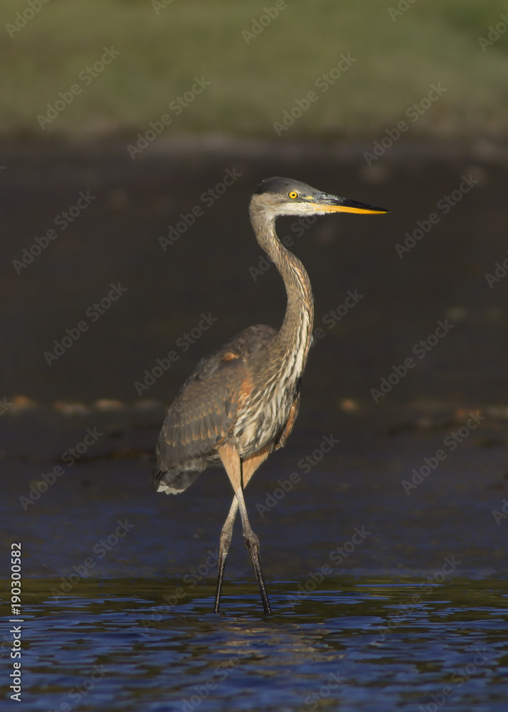 A heron searches along the coast for a late afternoon meal A heron searches along the coast for a late afternoon meal