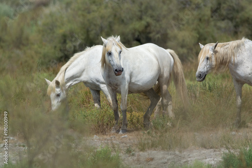 White horse from Camargue national park  France