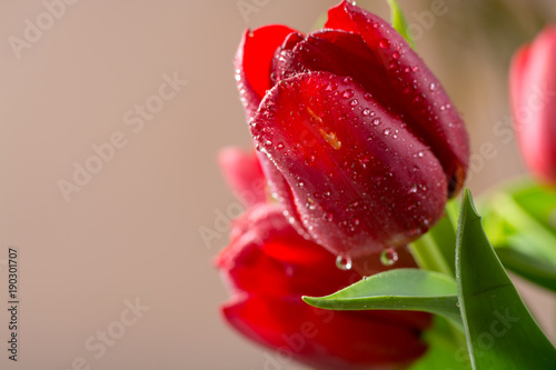 Beautiful fresh red Dutch tulips close up