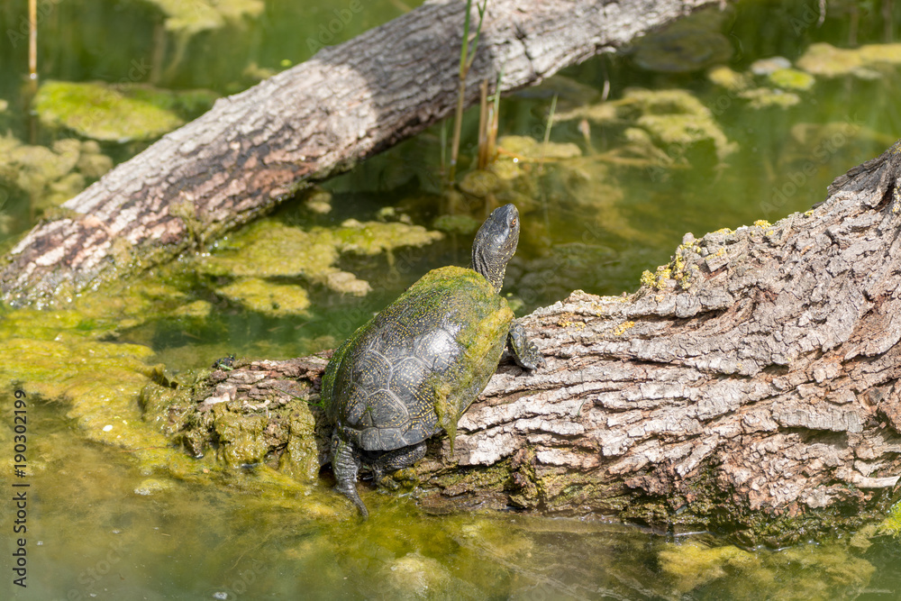 Fototapeta premium Green water turtle enjoing sunbath close up