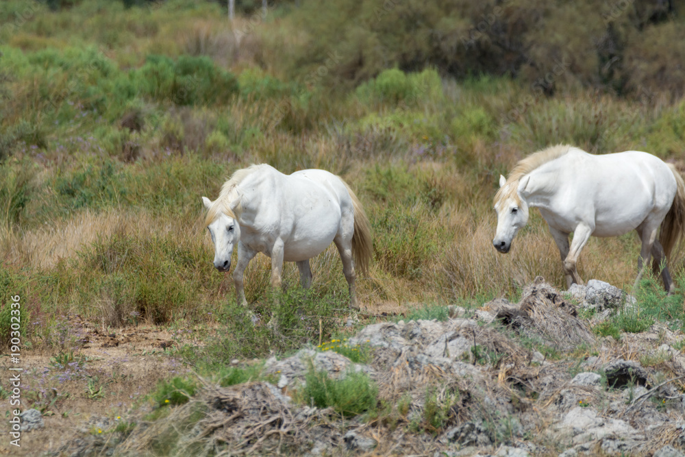 White horse from Camargue national park, France White horse from Camargue national park, France
