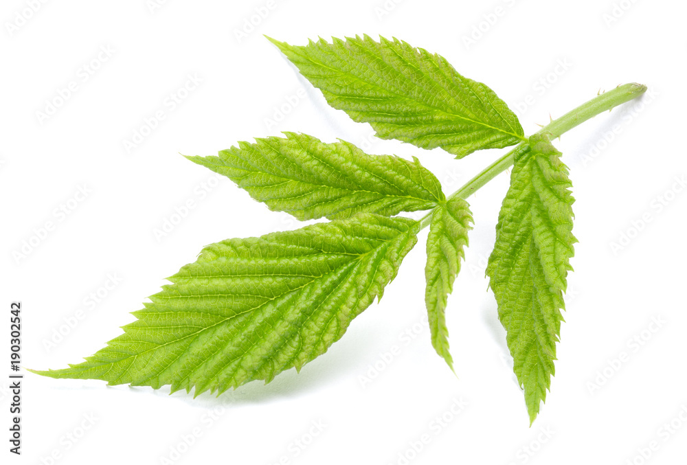 leaf isolated on white leaf isolated on white