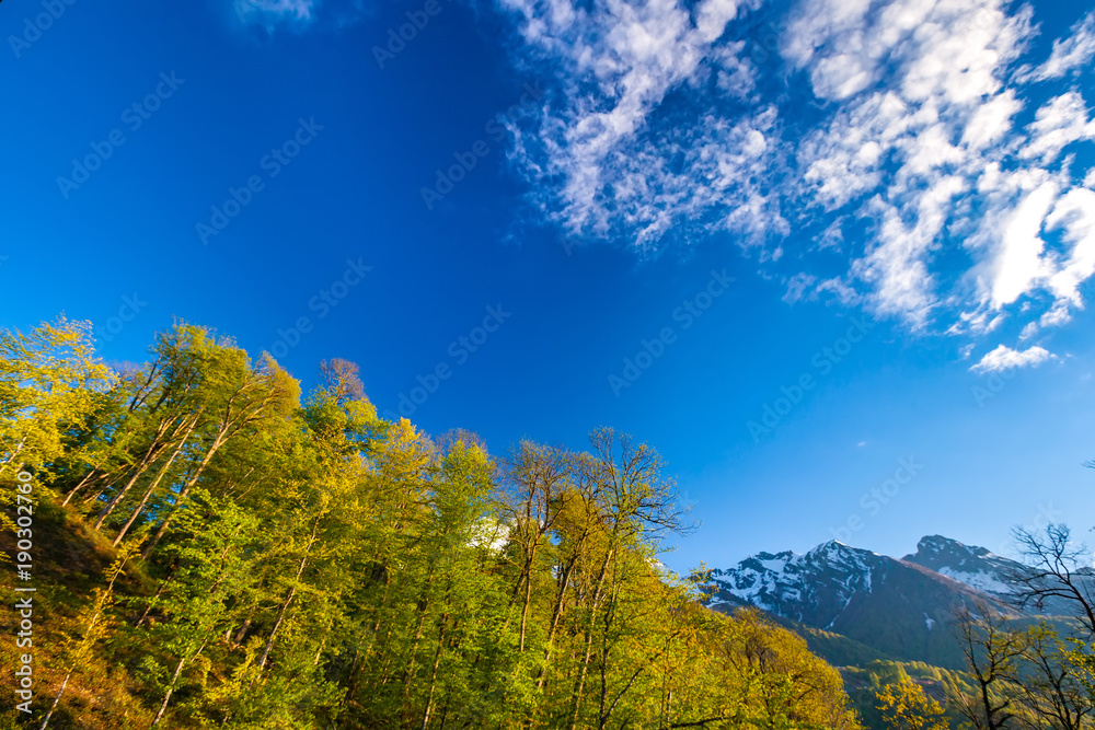 Green fresh trees grow on the slopes against the backdrop of snow-capped peaks on a sunny bright day with a blue clear sky with beautiful clouds. Summer spring forest mountain landscape, Sochi Russia.