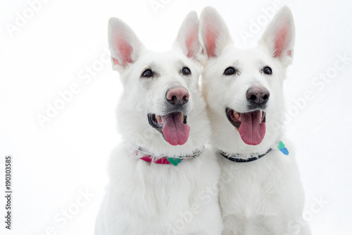 White German Shepherd Pair