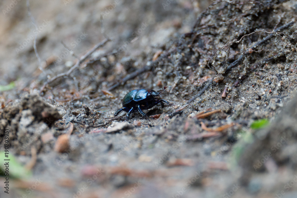 Dung beetle on the ground Dung beetle on the ground