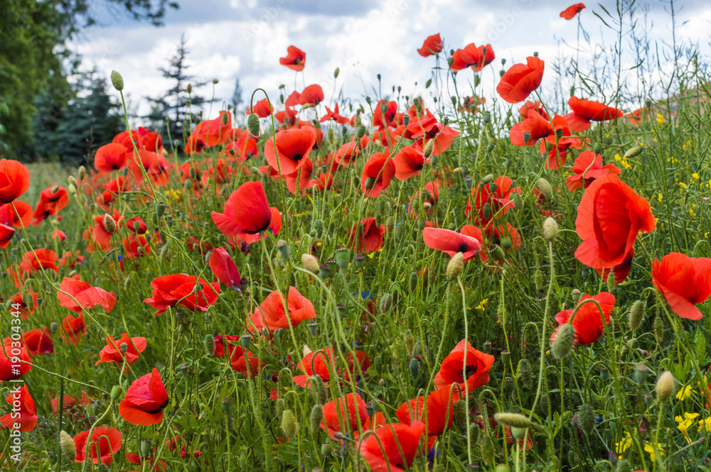 Obraz premium Field full of red poppy flowers