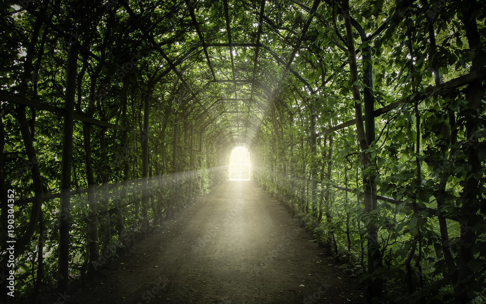 Fototapeta premium Archway through the lush greenery. Towards the light through the green tunnel