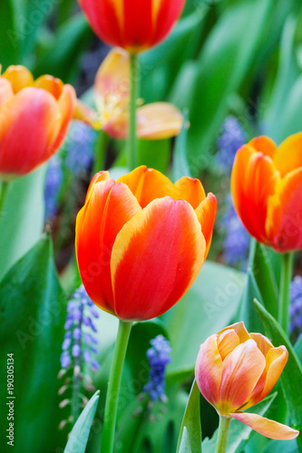 Tulip flower background  Colorful tulips meadow nature in spring  close up