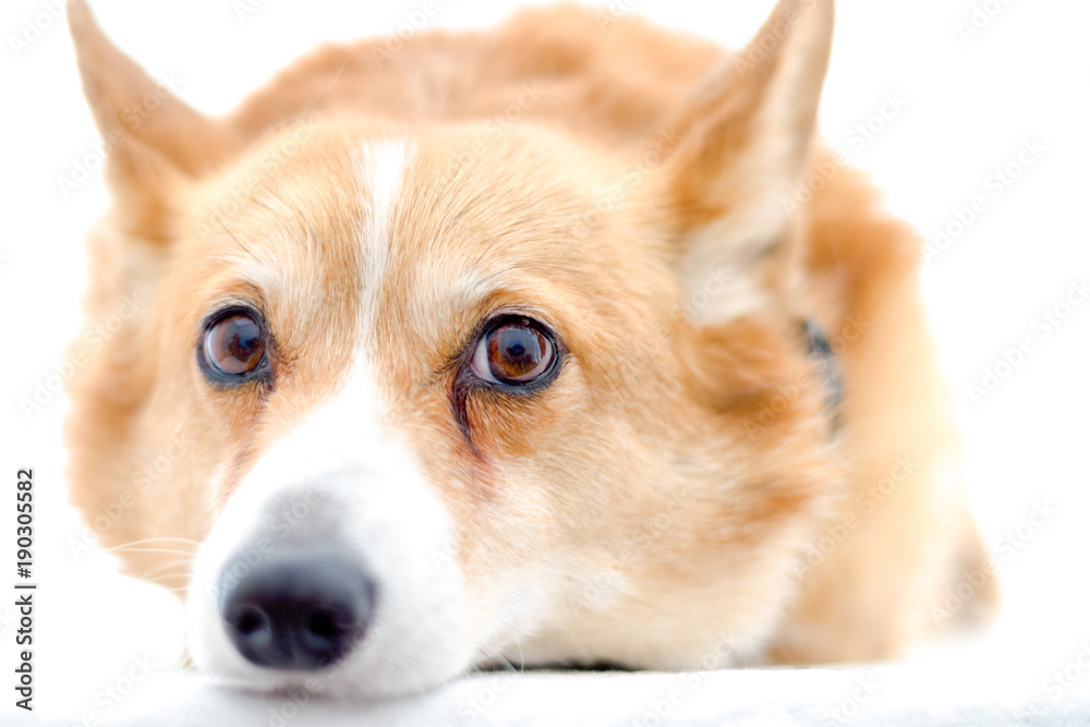 Cute Corgi Cute Corgi
