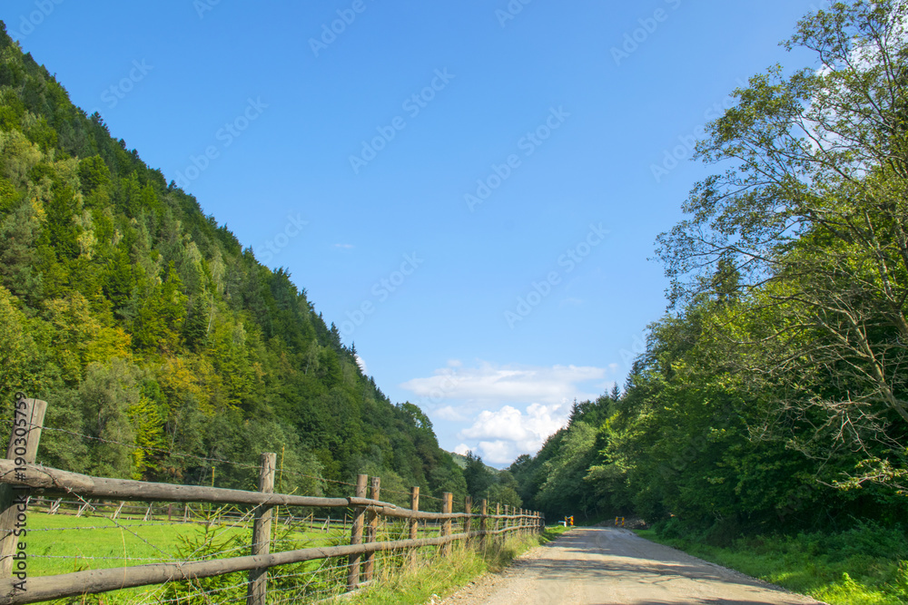 Country road with big green trees and fences at either side