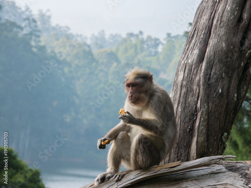 Wild Monkeys near Munnar, Kerala, India photo