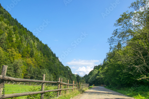 Country road with big green trees and fences at either side
