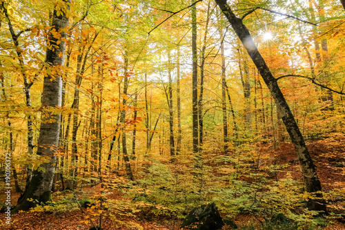 Forest in Yedigoller National Park  Turkey
