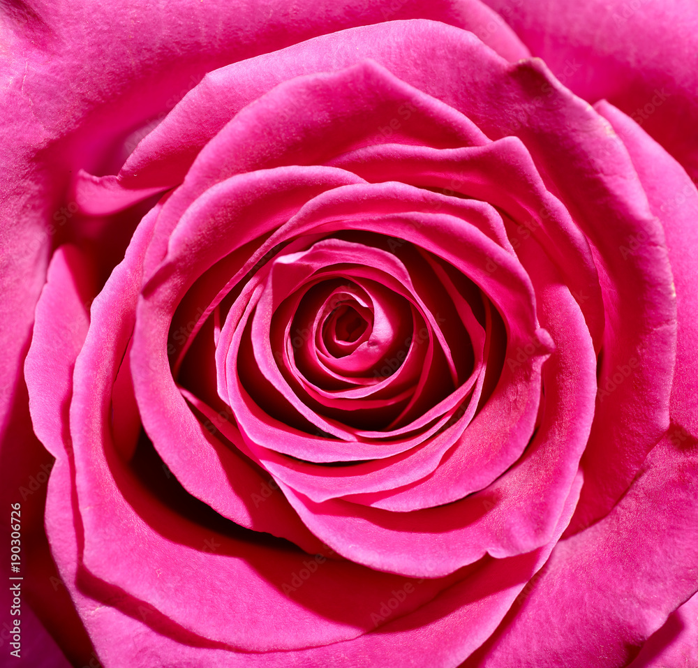 close up of roses on white background