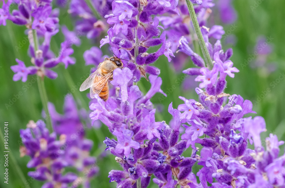 close up of honey bee collecting pollen in lavender field close up of honey bee collecting pollen in lavender field