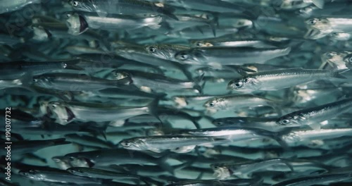 Closeup of a school of anchovy fish. Cinematic 4K UHD footage. photo