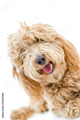 Sweet Labradoodle Puppy