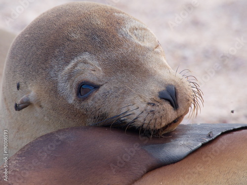 Galápagos sea lion (Zalophus wollebaeki)