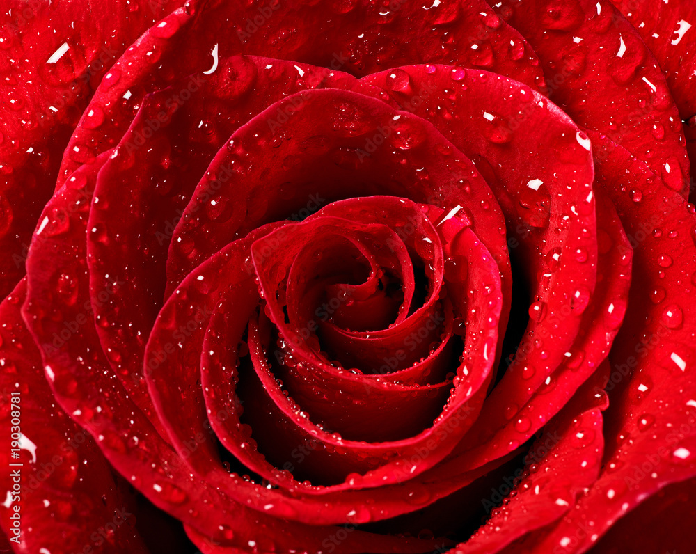 Naklejka premium close up of roses on white background