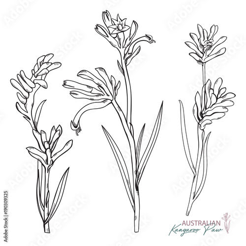 Hand-drawn Australian Native flower  Kangaroo Paw isolated on a white background