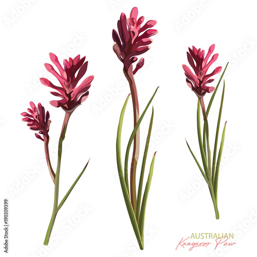 Australian Pink Kangaroo Paw Realistic Vector Illustration