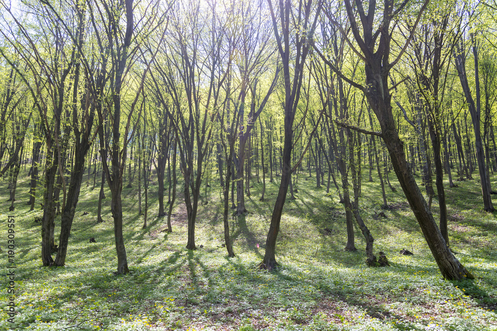 Green forest during springtime