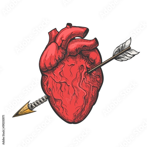 Human heart with arrow drawing. Real vector love heart tattoo etching vector illustration