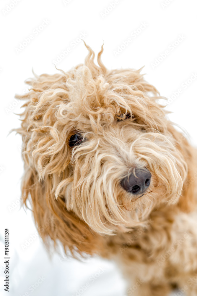 Sweet Labradoodle Puppy