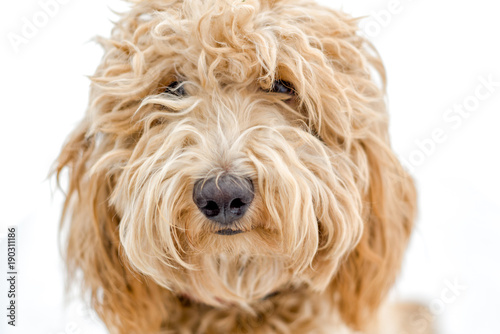 Sweet Labradoodle Puppy