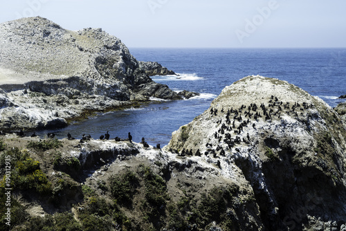 Cormorants, Bird Island, Point Lobos State Park photo