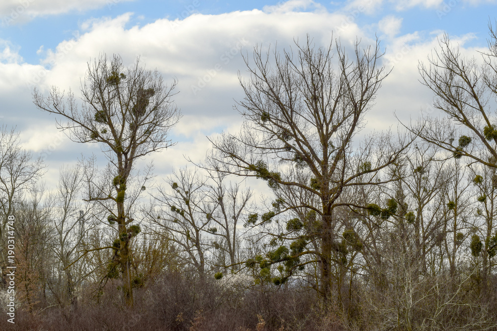 Plant a parasite on the branches of poplar. Externally it looks like the nest of birds Plant a parasite on the branches of poplar. Externally it looks like the nest of birds