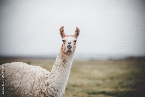 One single llama in the Altiplano along the border between Bolivia and Chile in South America photo