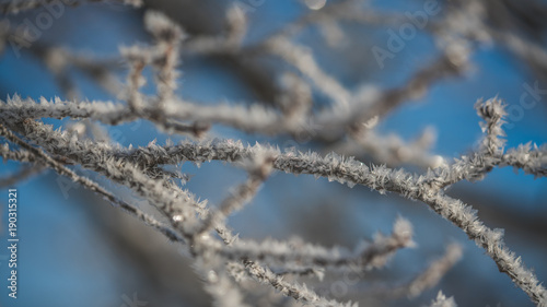 Snow Ice On Tree