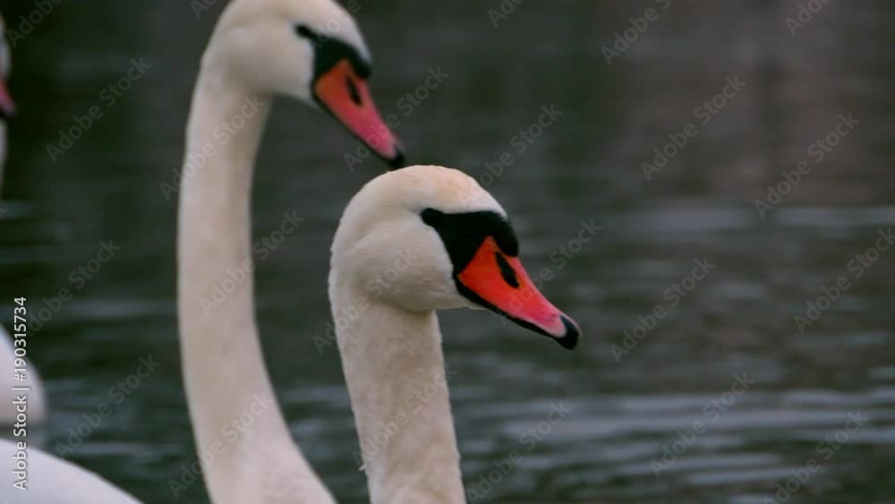 Swan swiming on river 4k Swan swiming on river 4k