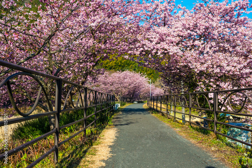 河津桜